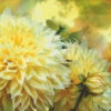 Yellow Dahlias Cross Stitch By Carol Cavalaris -Qbpn YellowDahlias 1